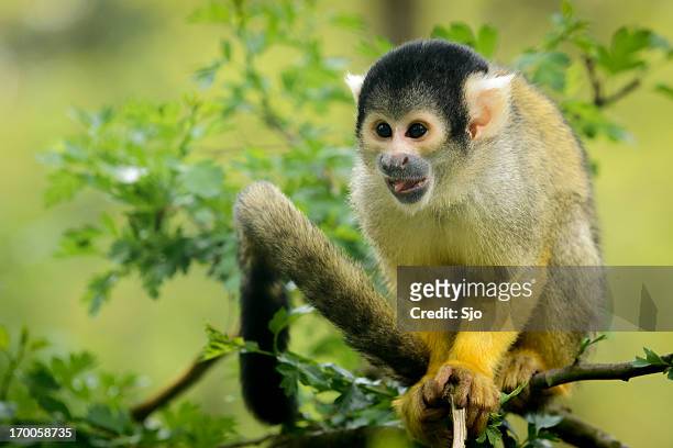 squirrel monkey sitting in tree - dödskalleapa bildbanksfoton och bilder