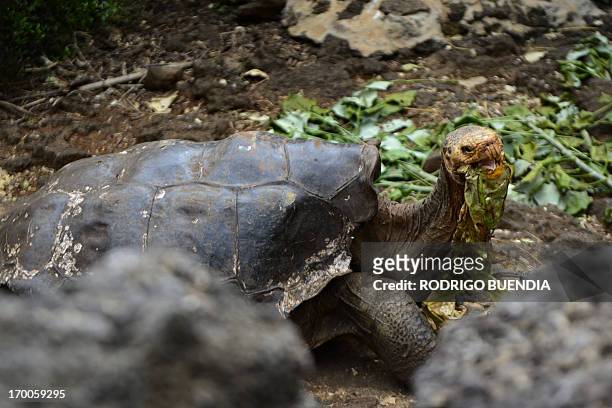 Tortoises "Diego", a species of the Española Island giant tortoise species, is pictured in a breeding centre at the Galapagos National Park in Santa...