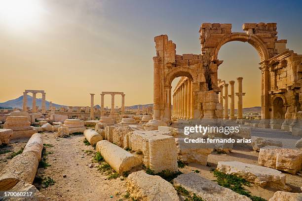 palmira - palmyra foto e immagini stock