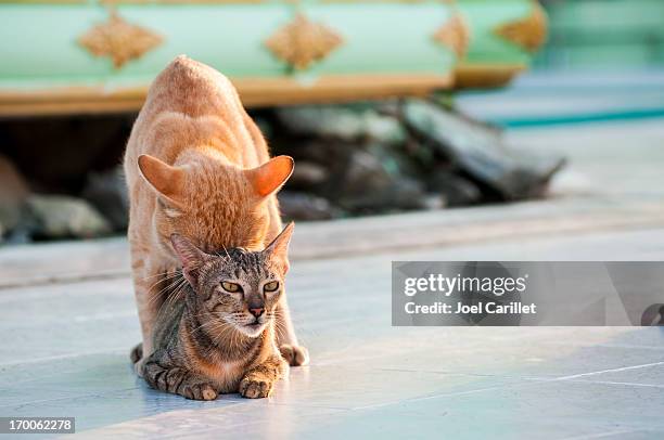 katzen sich paaren - begattung kopulation paarung stock-fotos und bilder