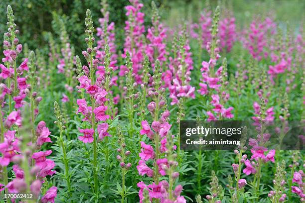 desabrochando boca-de-dragão - antirrhinum majus imagens e fotografias de stock