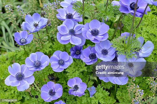 papavero anemone a fiore di giglio - anemone dei fiorai foto e immagini stock