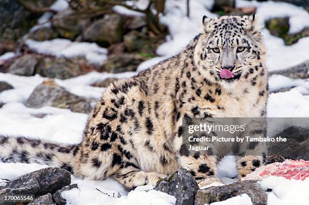 mohan and his meat - snow leopard wild stock pictures, royalty-free photos & images