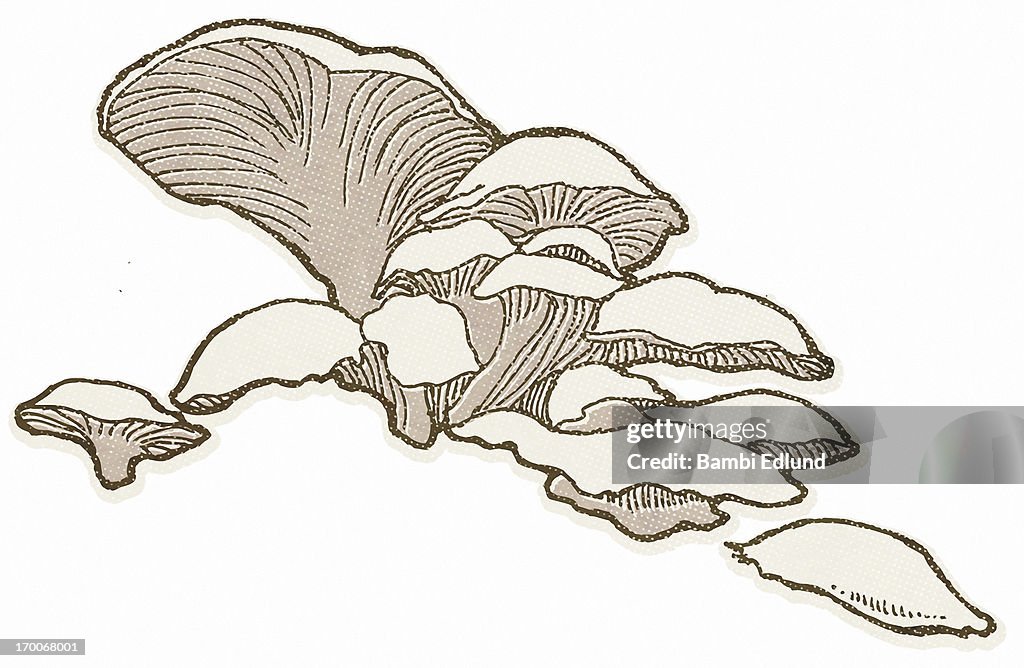 Oyster mushroom