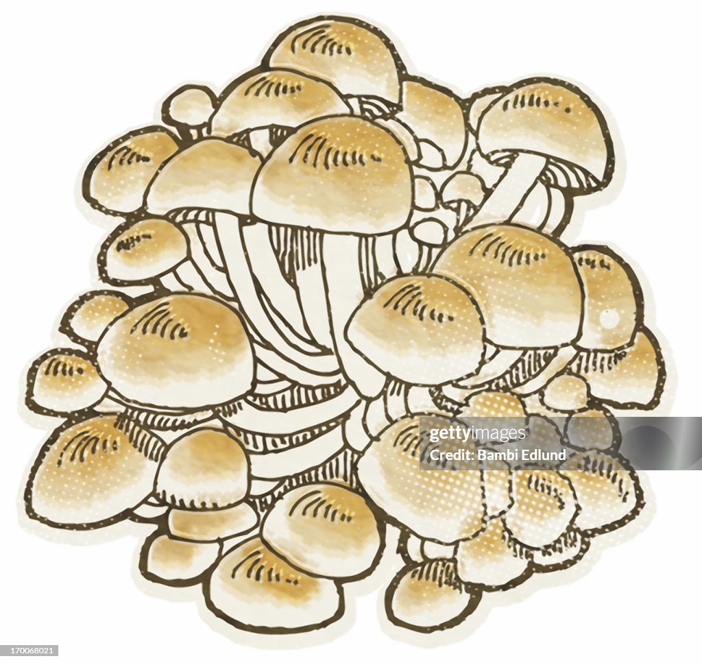 Enokitake mushroom