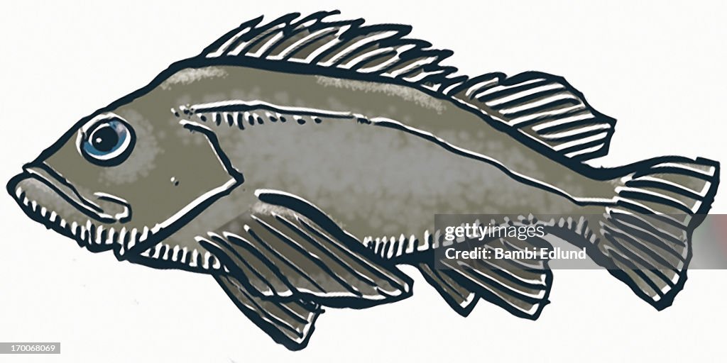 Black Rockfish