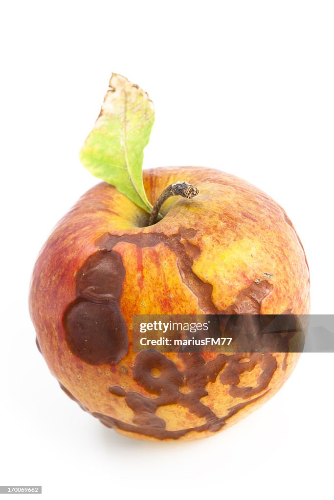 Tynd Rotte Rotten Apple