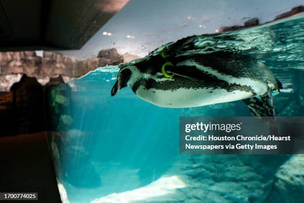 Humboldt penguins swim in the Houston Zoos Galápagos Islands exhibit on Tuesday, March 28, 2023 in Houston. The zoos latest exhibit, that is...
