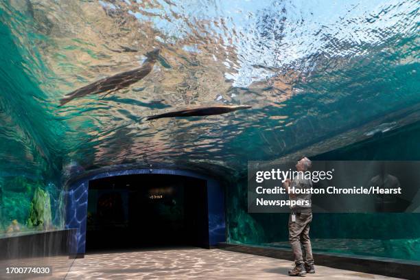 Kevin Hodge watches a pair of sea lions swim over him in the tunnel in the Houston Zoos Galápagos Islands exhibit on Tuesday, March 28, 2023 in...