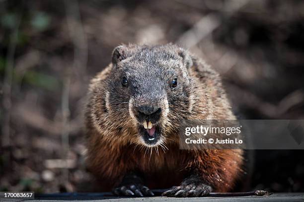 stay back! - woodchuck fotografías e imágenes de stock