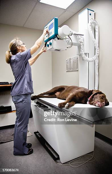 Dog Radiograph Machine Dog X Rays Photos and Premium High Res Pictures - Getty Images