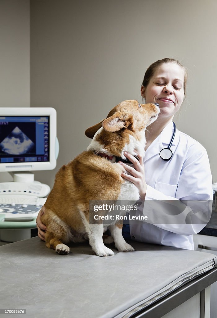 Corgi licking Veterinarian in ultrasound clinic