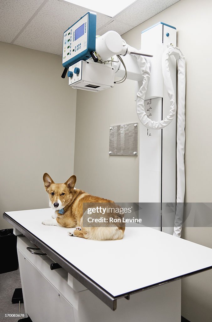 Corgi sitting on X-Ray table in clinic