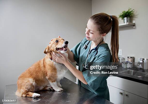 veterinarian doing a check-up on a corgi in clinic - veterinaire photos et images de collection