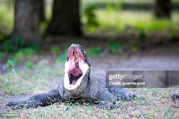 wildlife shot of a komodo dragon wiht mouth wide open - komodo dragon stock pictures, royalty-free photos & images