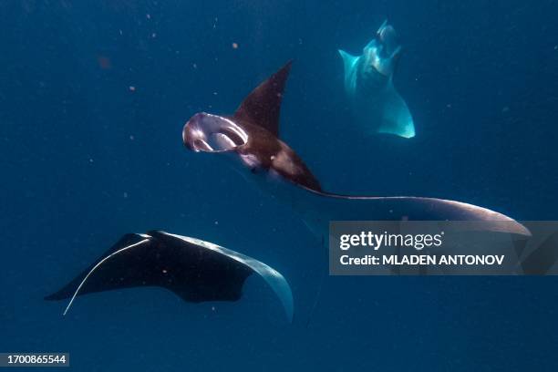 In this underwater photograph taken on September 25 manta rays feed in Hanifaru Marine Protected Area near the island of Dharavandhoo in Baa Atoll in...
