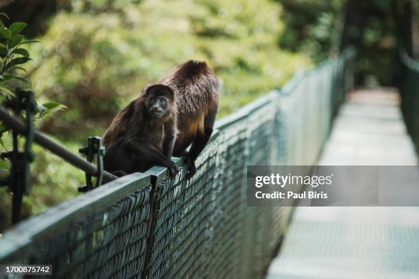 Monkey Rope Bridge Tropical Rainforest Rope Bridge Photos and Premium High Res Pictures ...