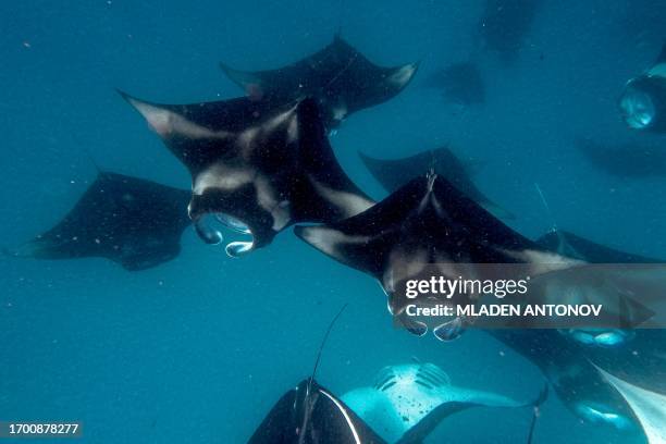 In this underwater photograph taken on September 25 manta rays feed in Hanifaru Marine Protected Area near the island of Dharavandhoo in Baa Atoll in...