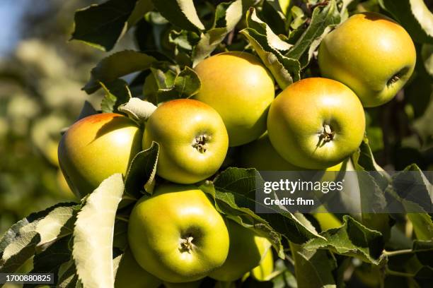 Apple Before Ripe 773 Golden Delicious Apple Stock Photos, High-Res Pictures, and Images ...