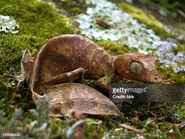 satanic leaf tailed gecko - uroplatus phantasticus stock pictures, royalty-free photos & images