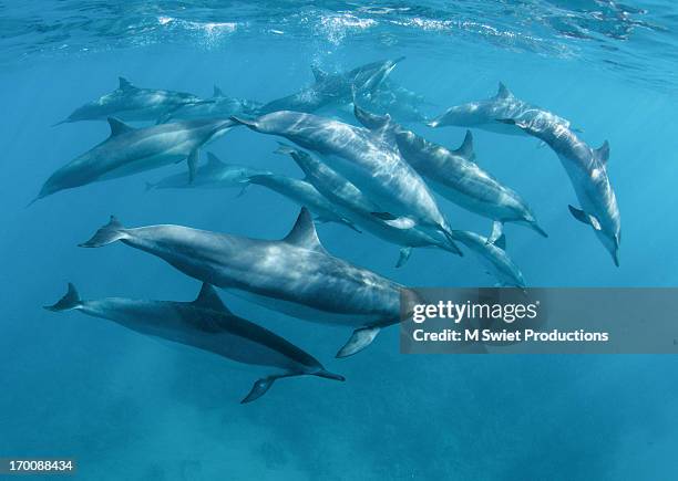 wildlife spinner dolphins ocean copy - maui dolphin stock pictures, royalty-free photos & images