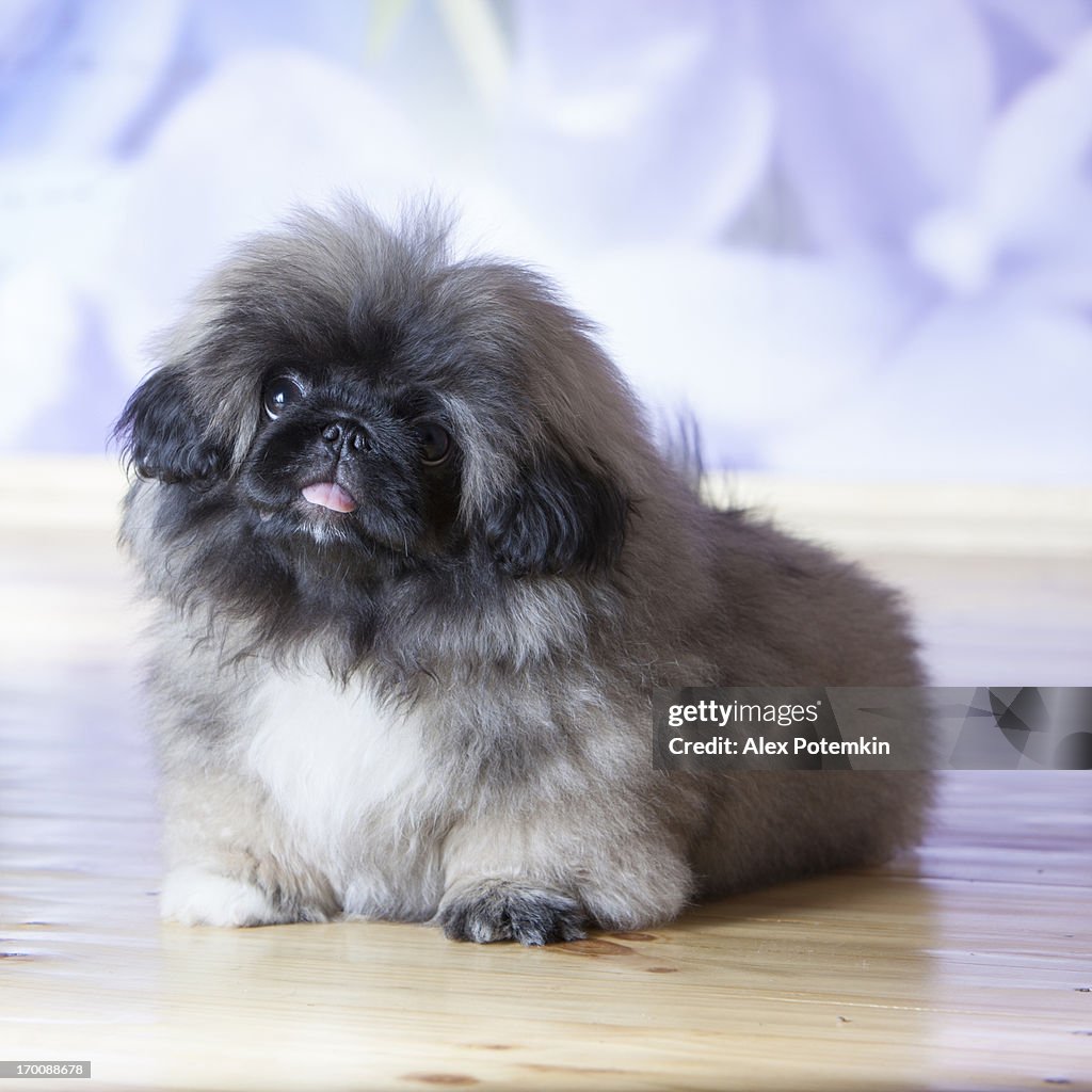 Ritratto di cucciolo marrone Pekinese soffice