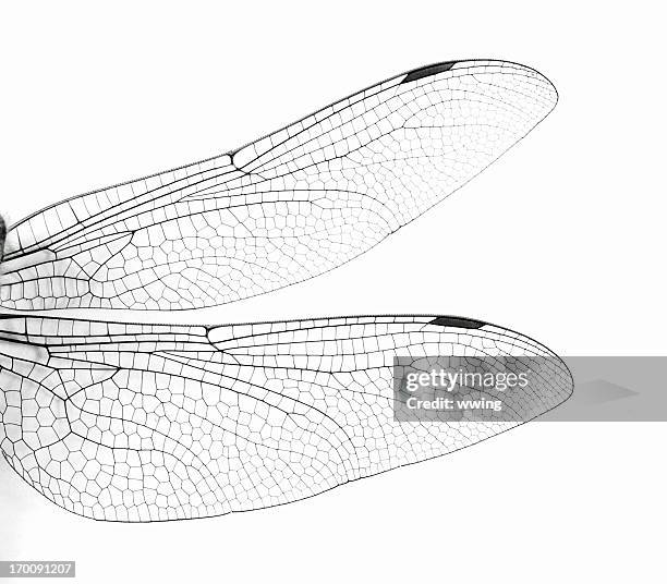 makro libelle wings - schwingen stock-fotos und bilder