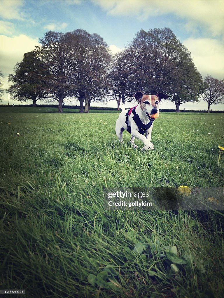 Dog at park playing fetch