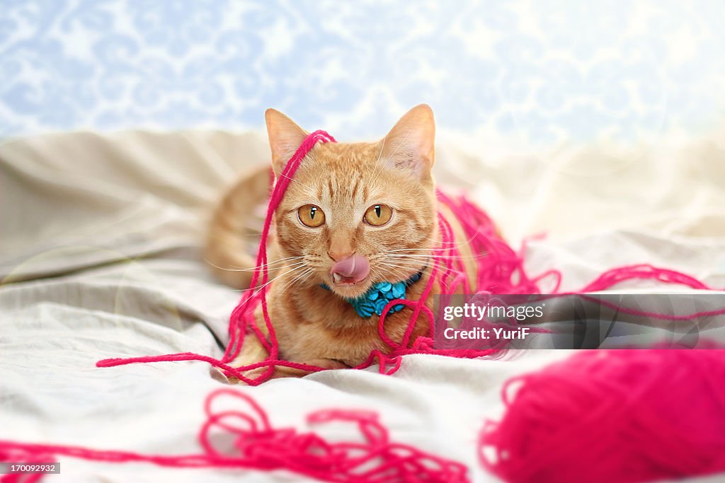 Cat and yarn.