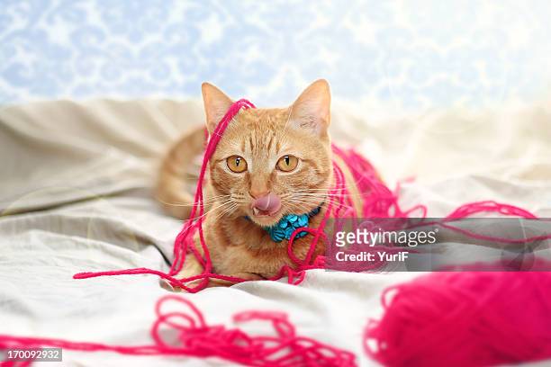 cat and yarn. - yarn art stock-fotos und bilder