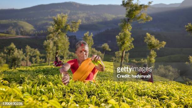 tamil pickers collecting tea leaves on plantation, southern india - india tea plantation stock pictures, royalty-free photos & images