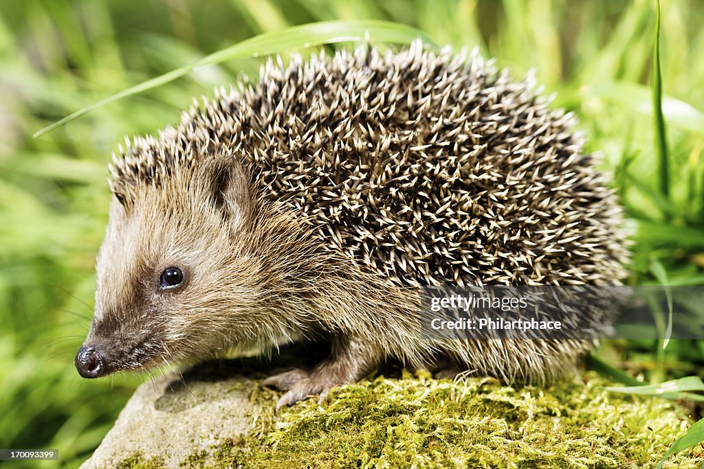 Hedgehog