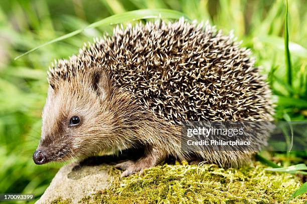 hedgehog - hedgehog stock pictures, royalty-free photos & images