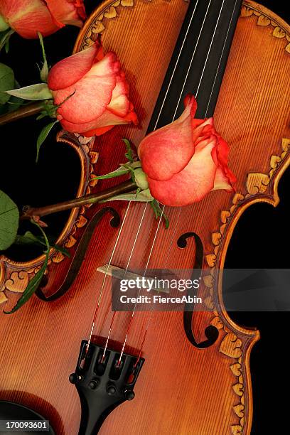 violin & roses - violin f holes stock pictures, royalty-free photos & images