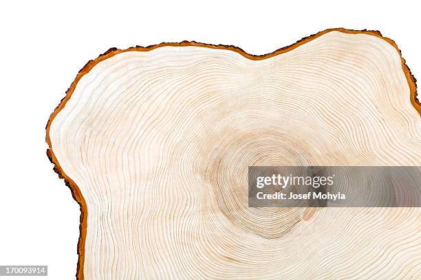 cross section of a piece of wood - cross section stockfoto's en -beelden