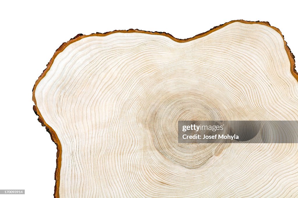 Cross section of a piece of wood