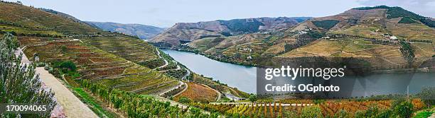 terraced vineyards in autumn - portugal vineyard stock pictures, royalty-free photos & images