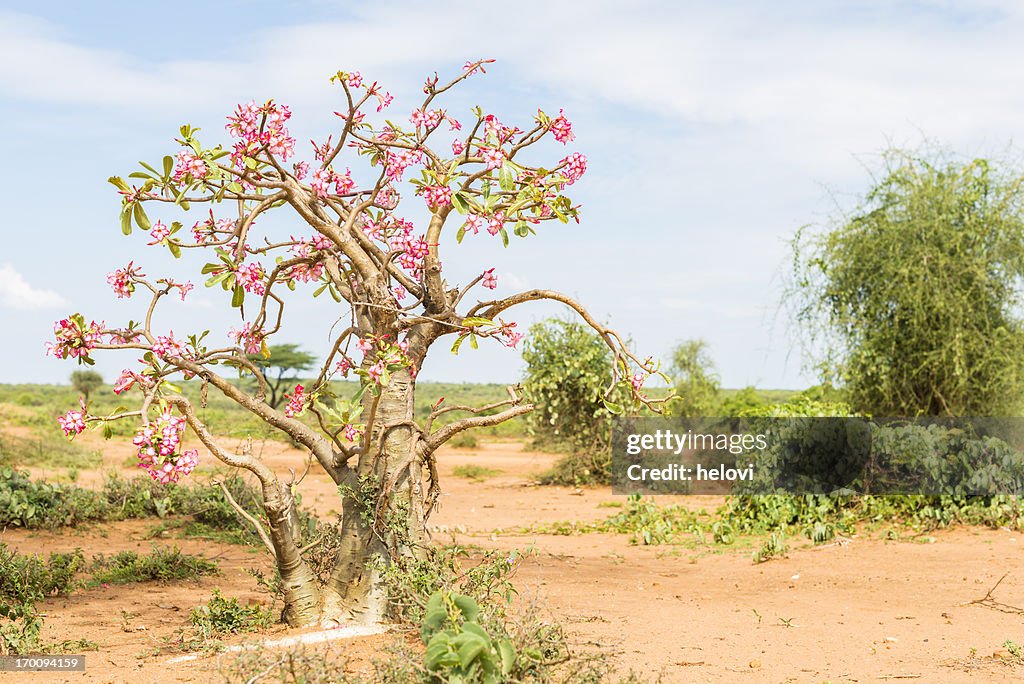 Desert rose