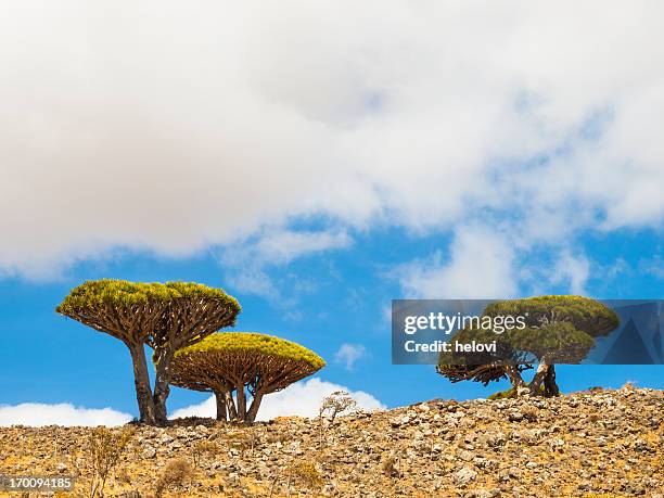 trees in socotra - dragon blood tree stock pictures, royalty-free photos & images