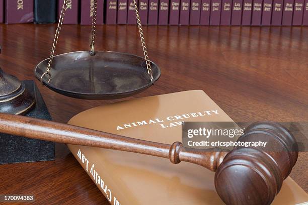 animal cruelty concept - animal cruelty stock pictures, royalty-free photos & images