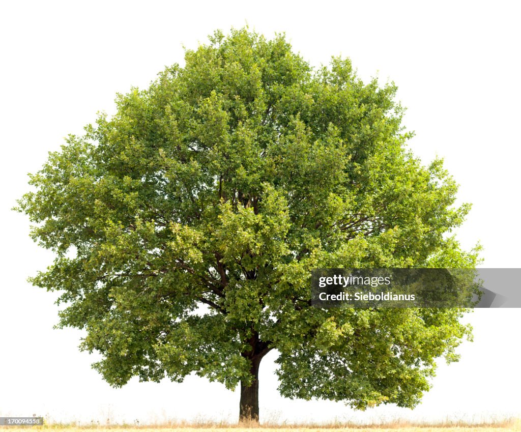 English Oak (Quercus robur) in summer isolated on white.