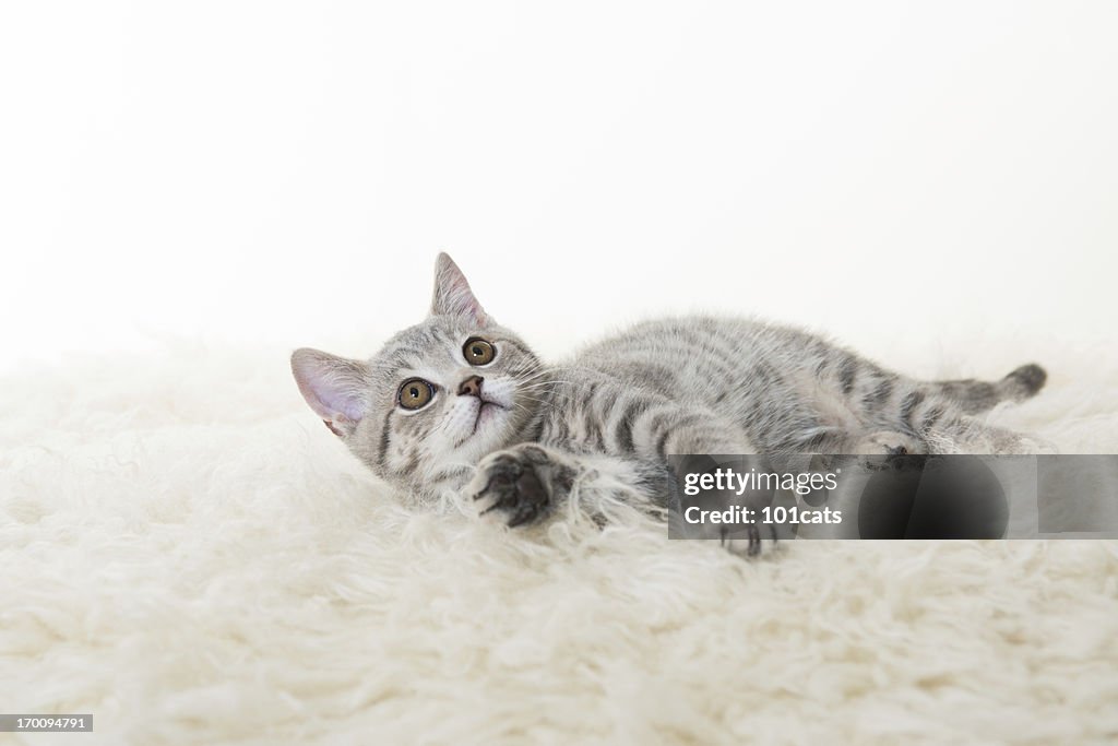 Gray cat