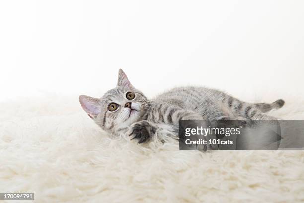 gray cat - shorthair cat stock pictures, royalty-free photos & images