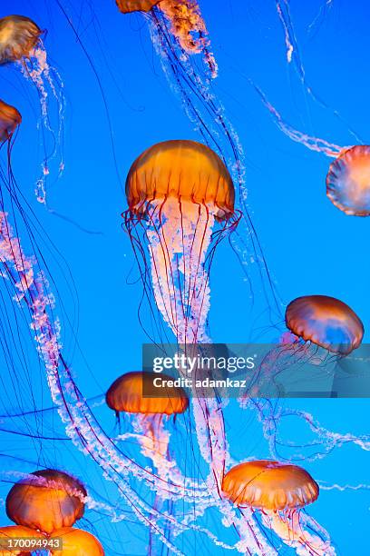 água-viva - jellyfish - fotografias e filmes do acervo