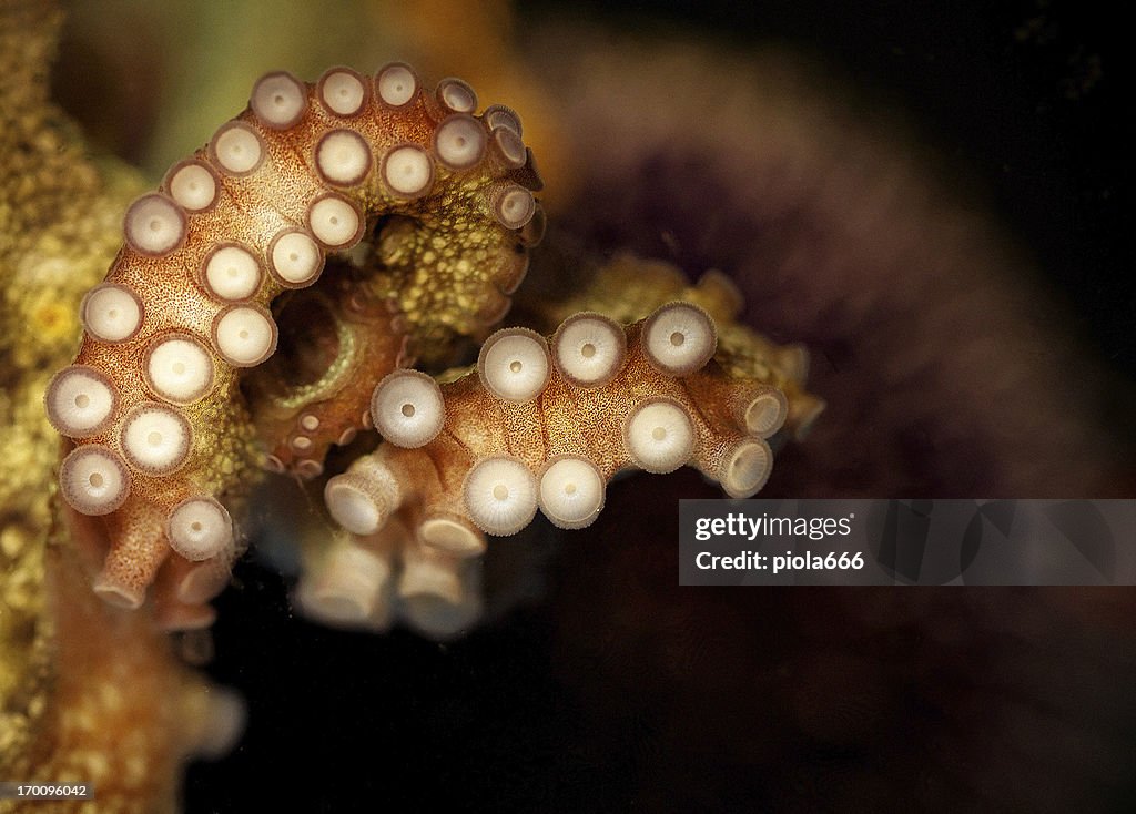 Krake tentacular suckers