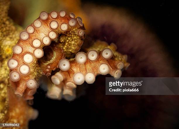 octopus tentacular suckers - zuignap stockfoto's en -beelden
