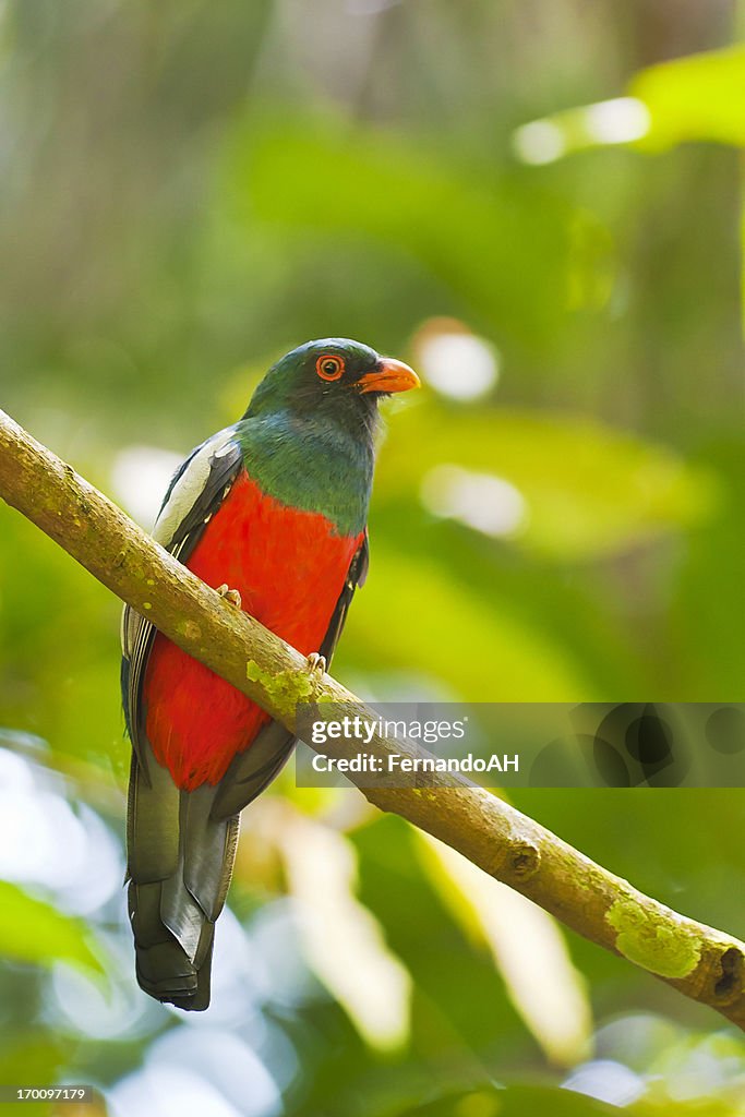Slaty-tailed Trogon