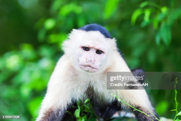 capuchin monkey in the rainforest - white throated capuchin monkey stockfoto's en -beelden