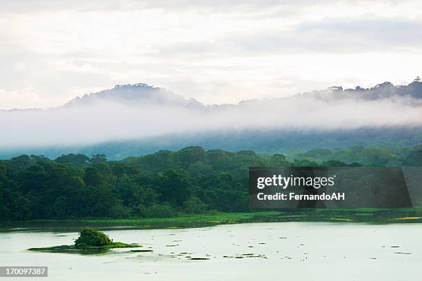 morgen in den regenwald - bundesstaat amazonas brasilien stock-fotos und bilder
