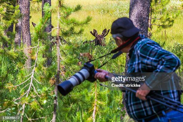 mature photographer stalking wildlife with copy space - huntmaster stock pictures, royalty-free photos & images